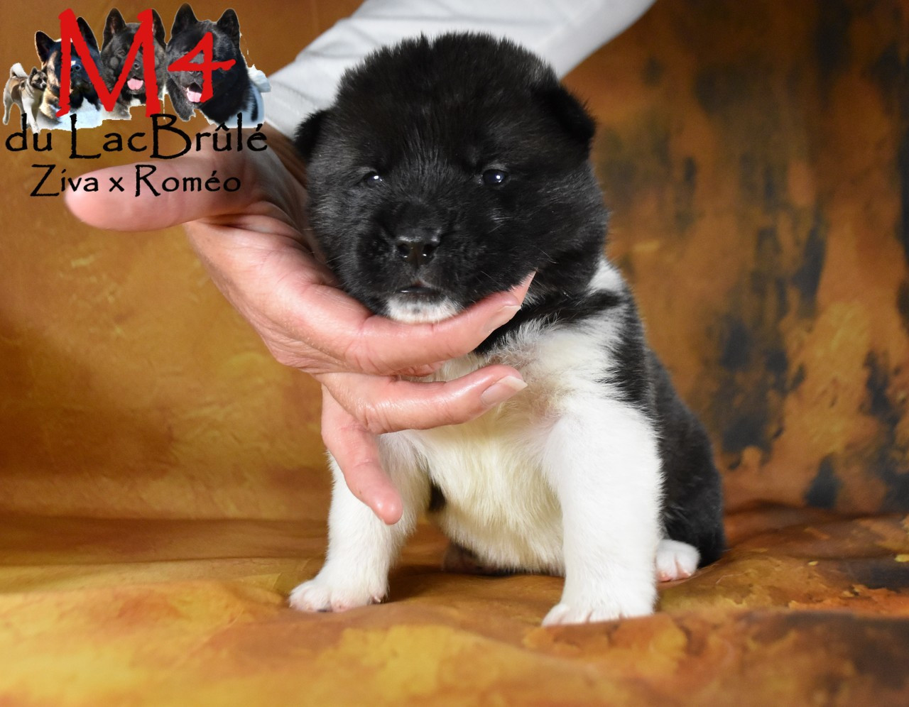 du Lac Brûlé - Chiots disponibles - Akita americain