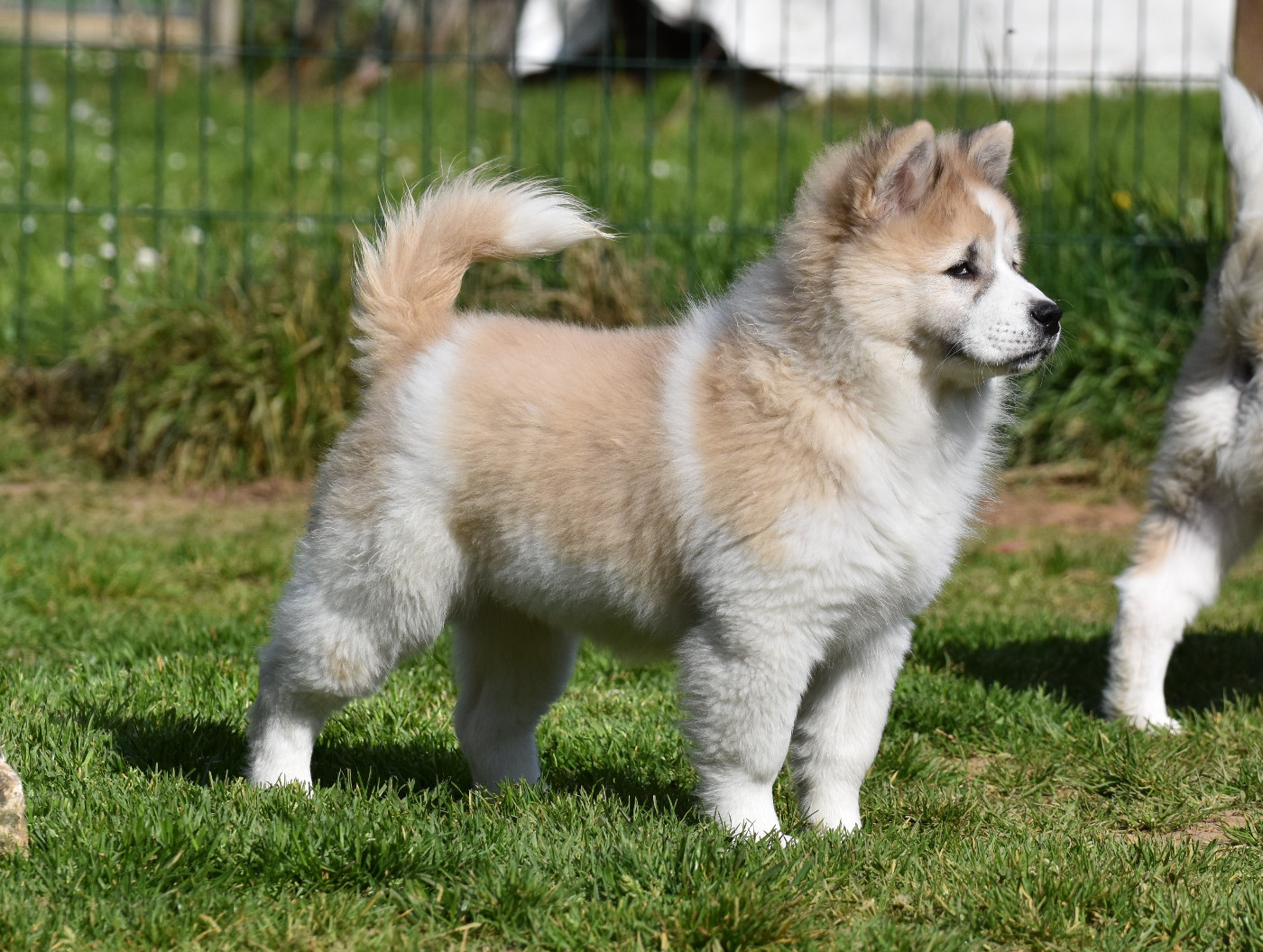 du Lac Brûlé - Chiots disponibles - Bangkaew de Thailande