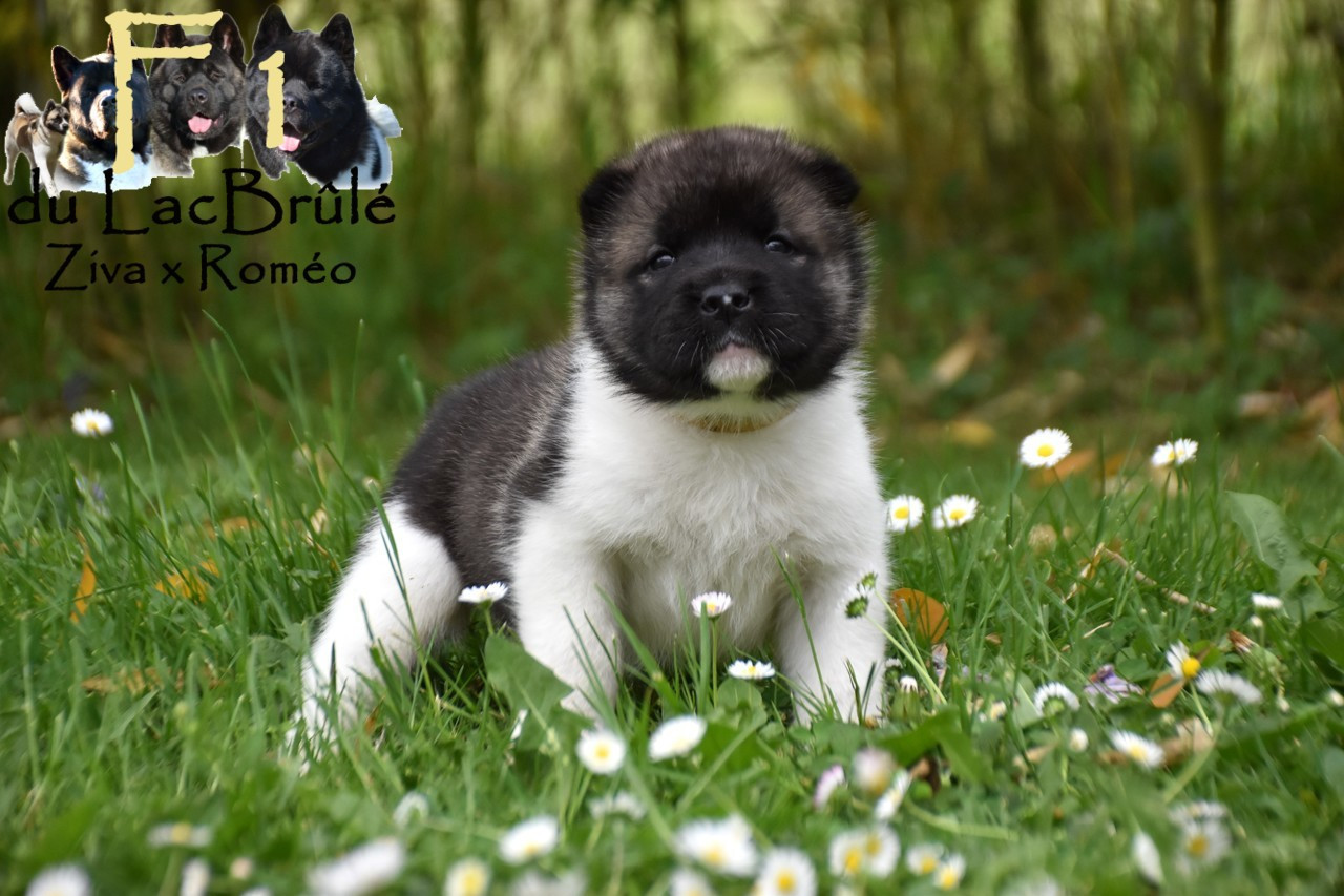 du Lac Brûlé - Chiots disponibles - Akita americain