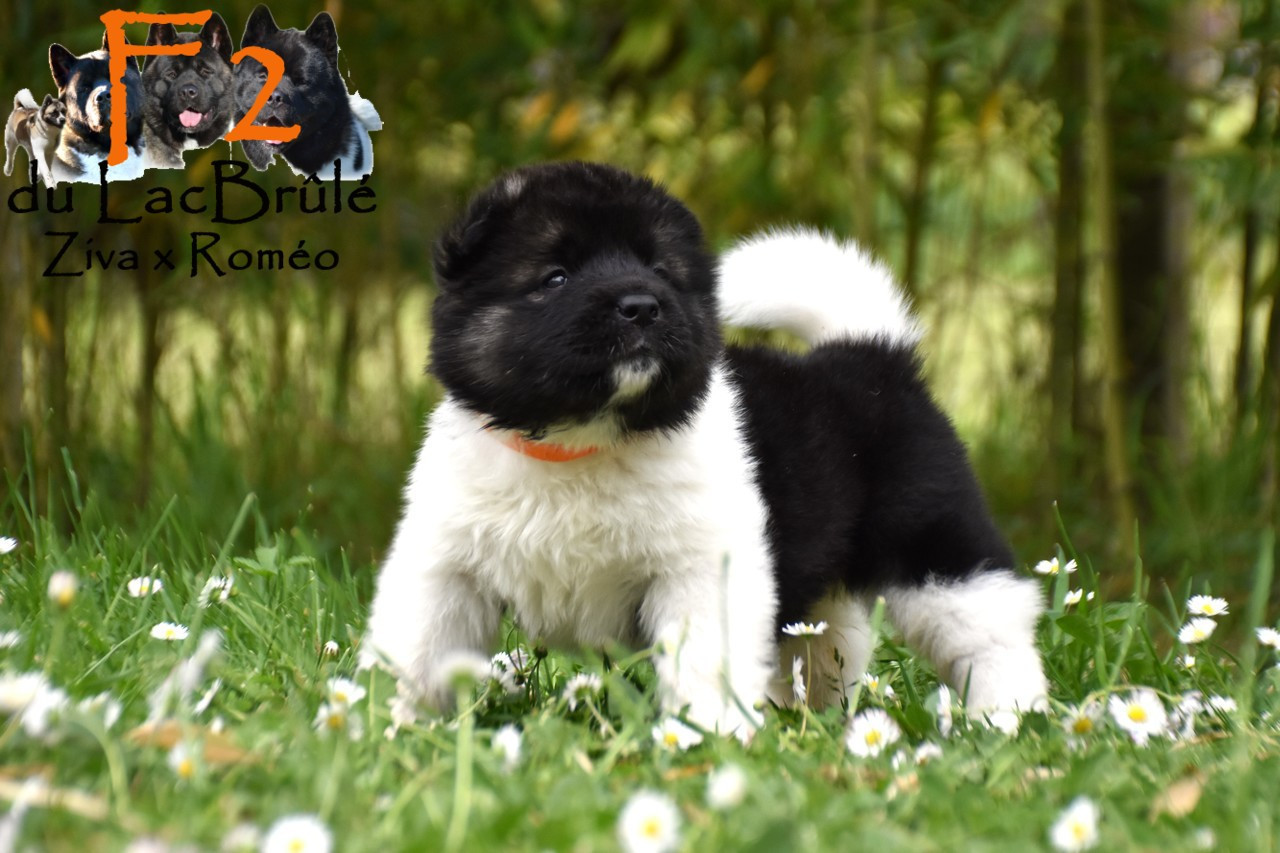 du Lac Brûlé - Chiots disponibles - Akita americain