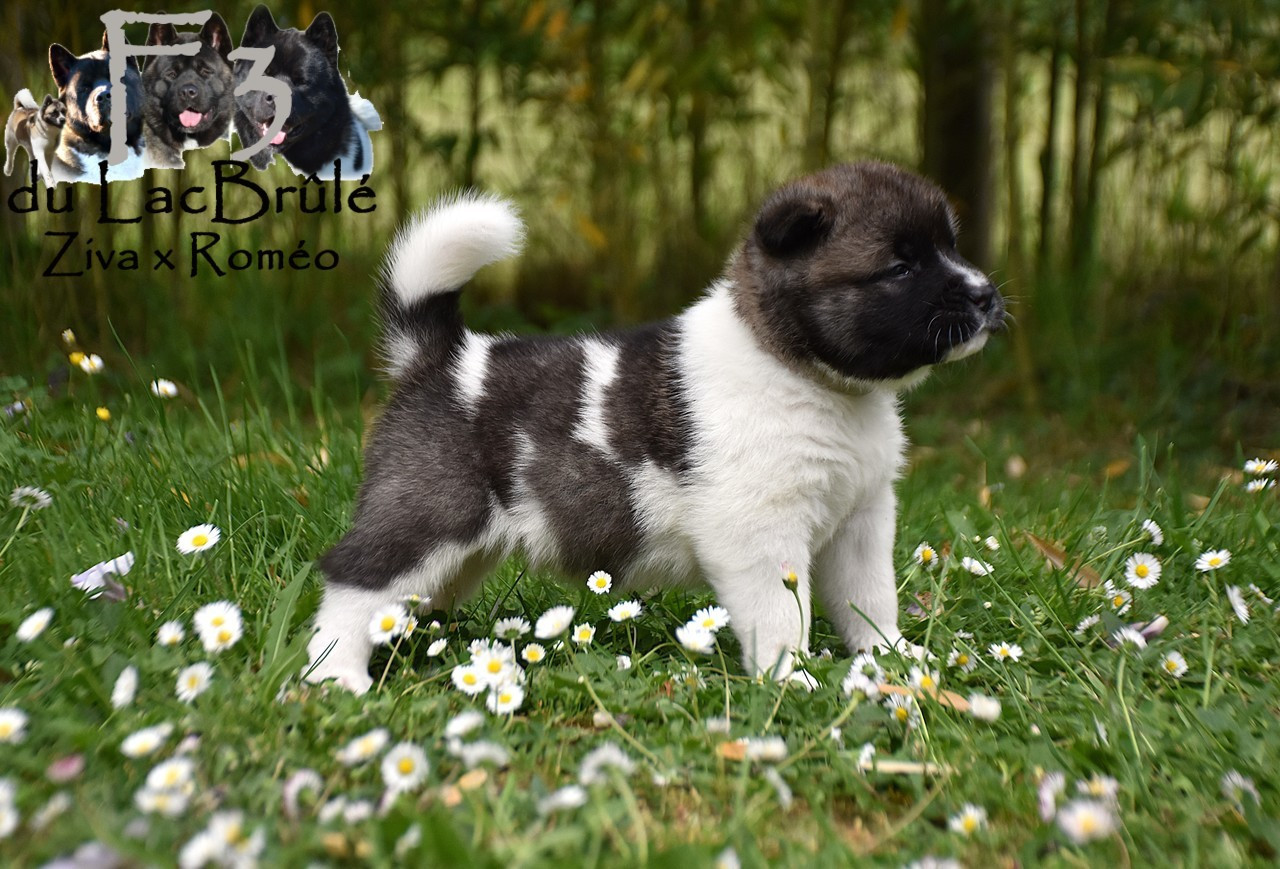 du Lac Brûlé - Chiots disponibles - Akita americain