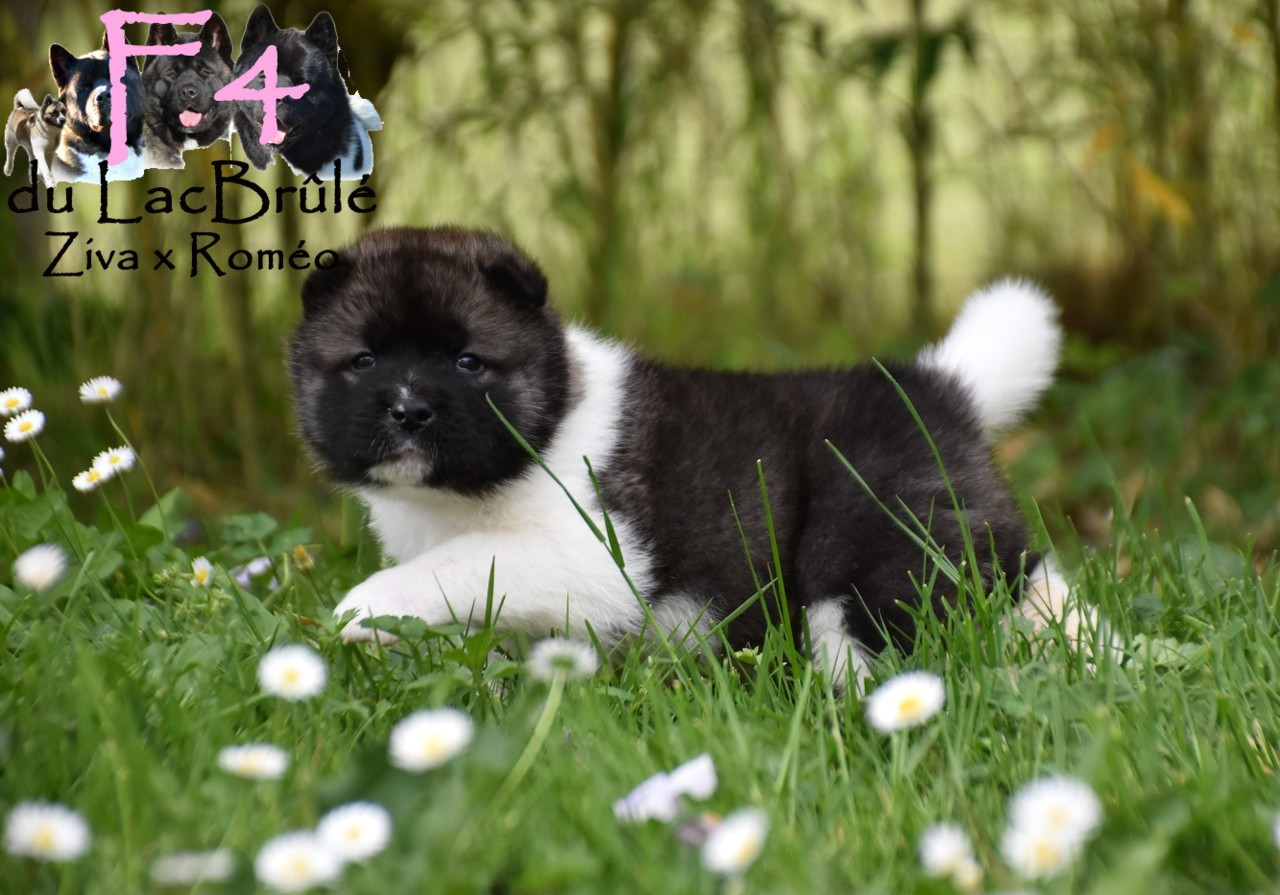 du Lac Brûlé - Chiots disponibles - Akita americain