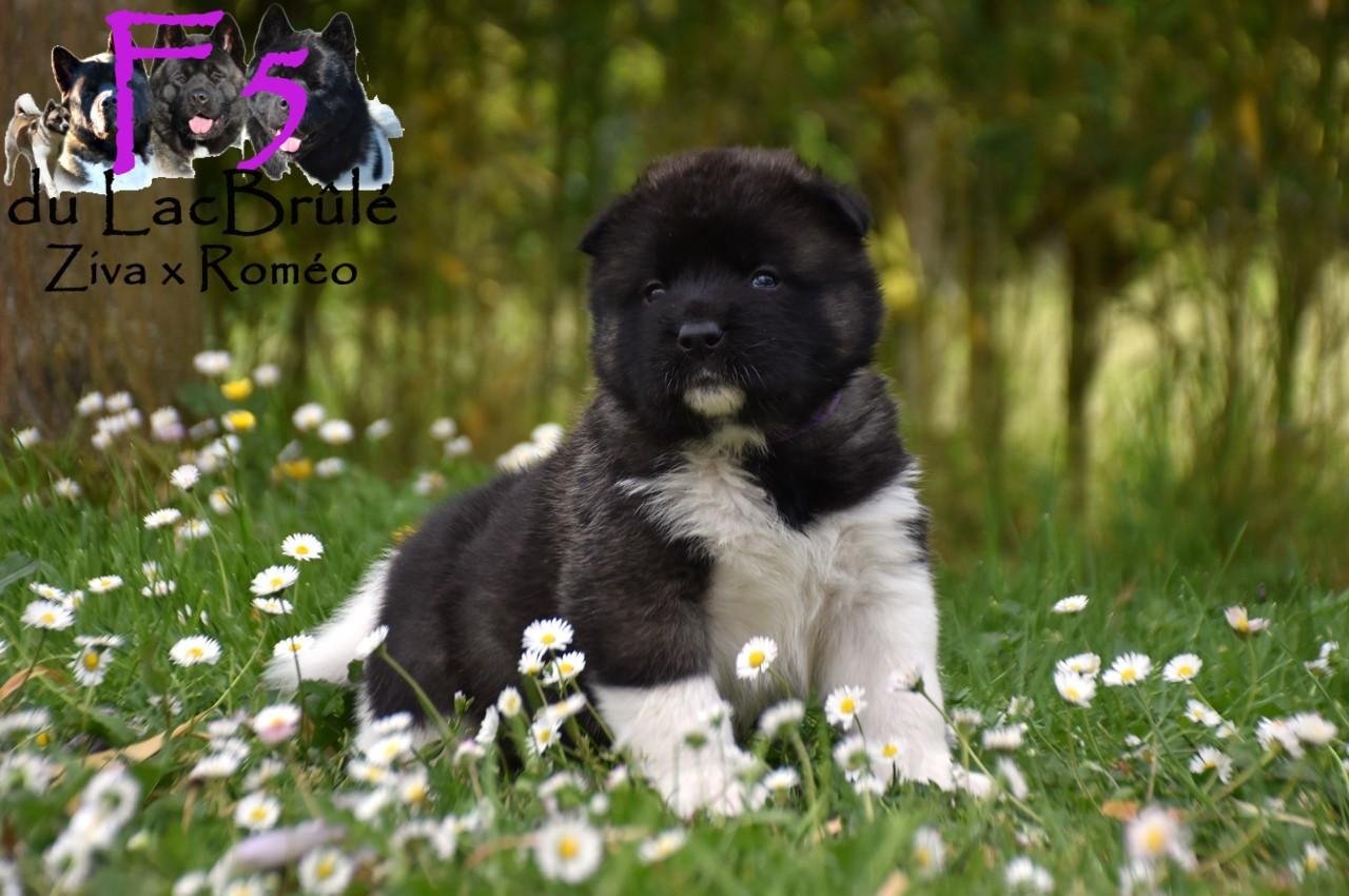 du Lac Brûlé - Chiots disponibles - Akita americain