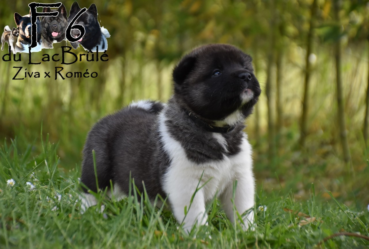 du Lac Brûlé - Chiots disponibles - Akita americain