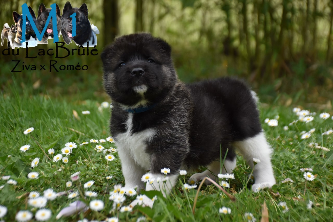 du Lac Brûlé - Chiots disponibles - Akita americain