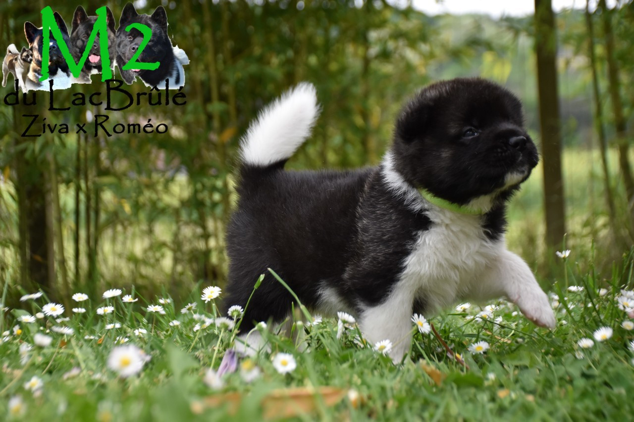 du Lac Brûlé - Chiots disponibles - Akita americain