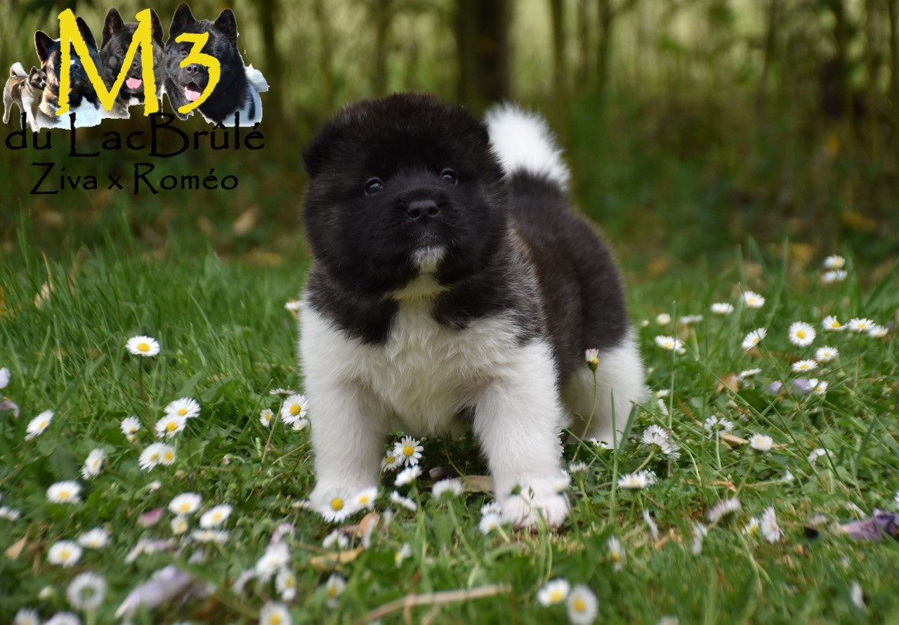 du Lac Brûlé - Chiots disponibles - Akita americain