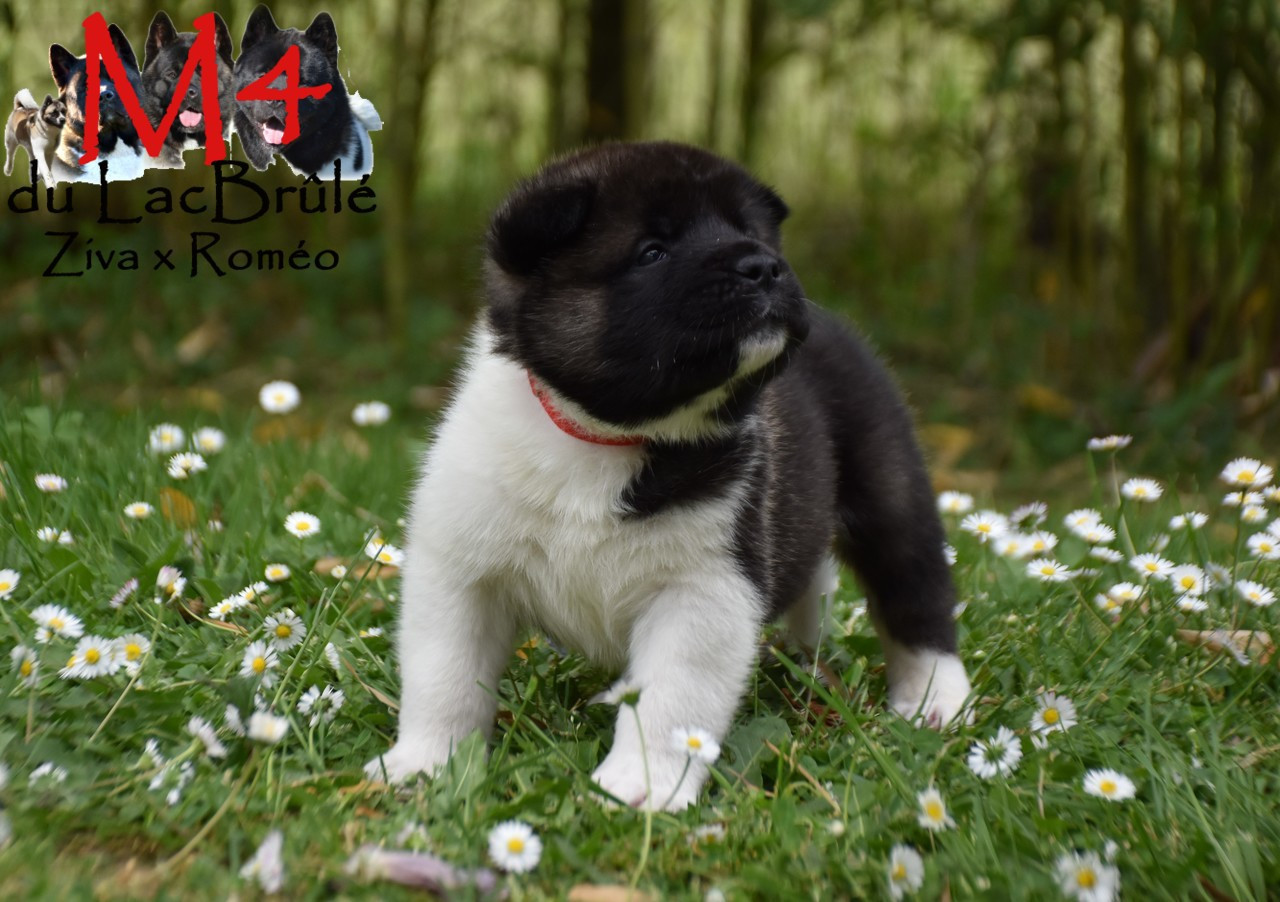 du Lac Brûlé - Chiots disponibles - Akita americain