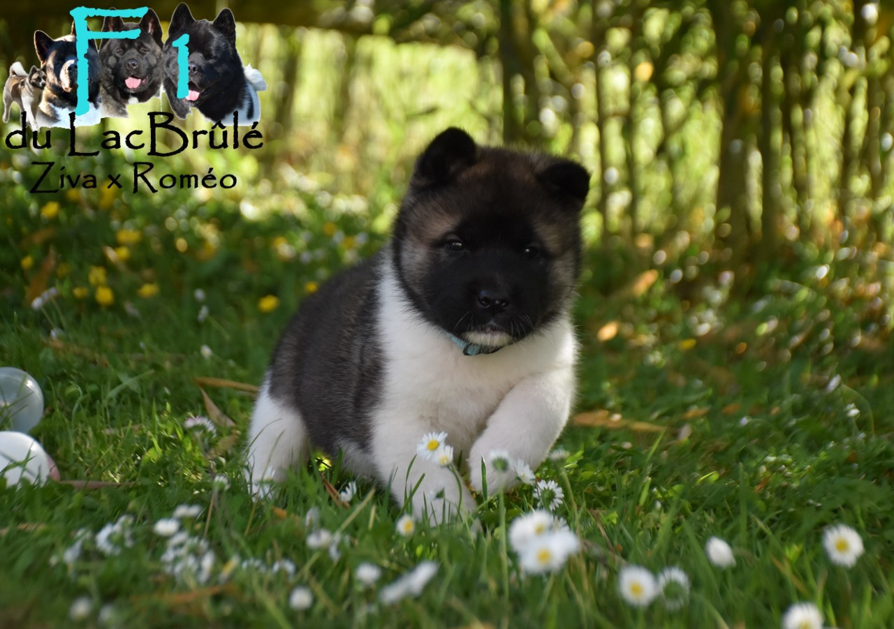 du Lac Brûlé - Chiots disponibles - Akita americain