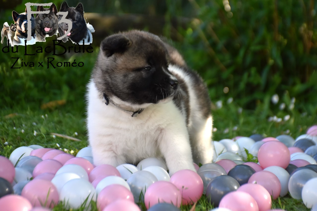 du Lac Brûlé - Chiots disponibles - Akita americain