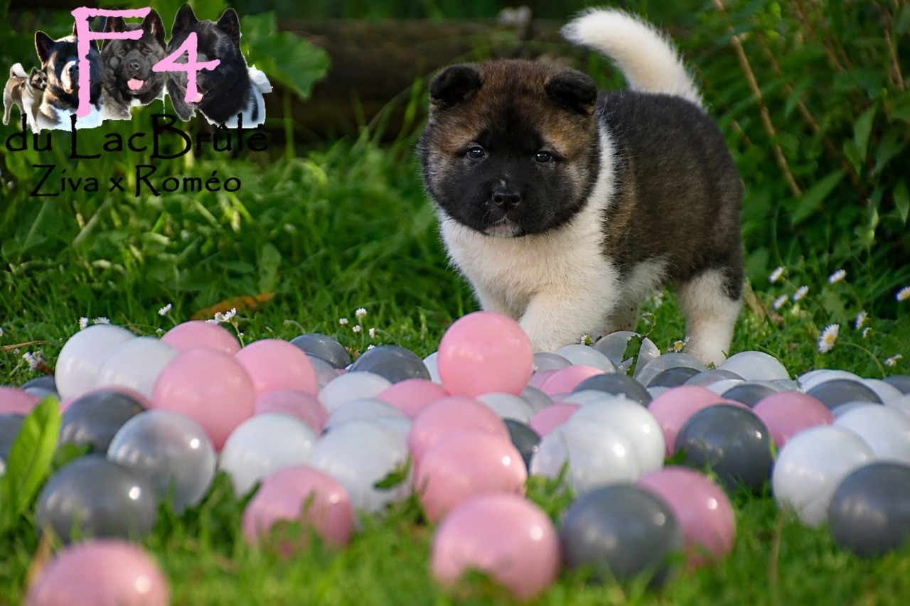 du Lac Brûlé - Chiots disponibles - Akita americain