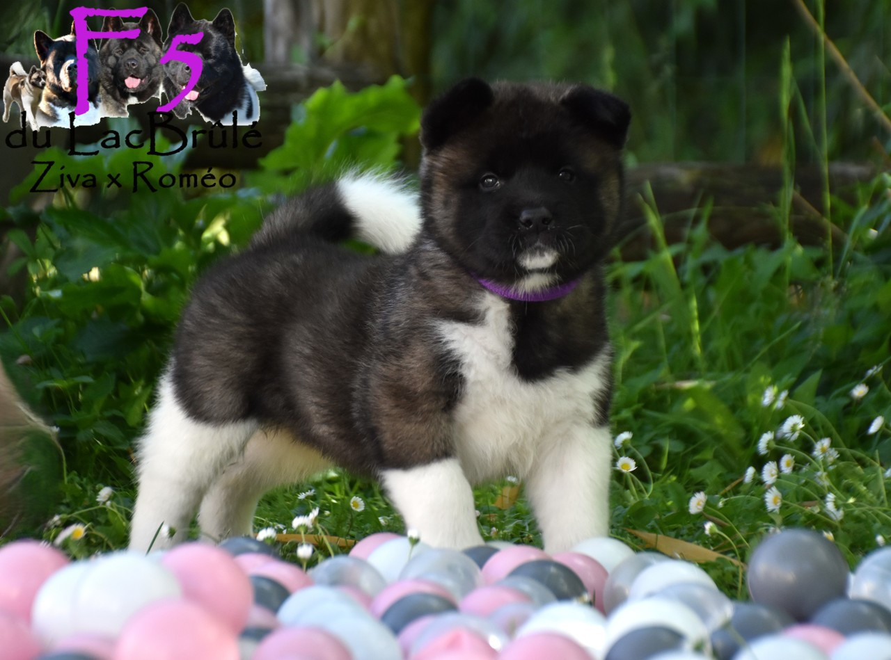 du Lac Brûlé - Chiots disponibles - Akita americain