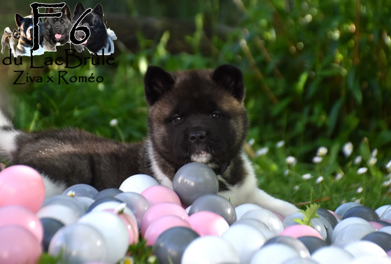 du Lac Brûlé - Chiots disponibles - Akita americain