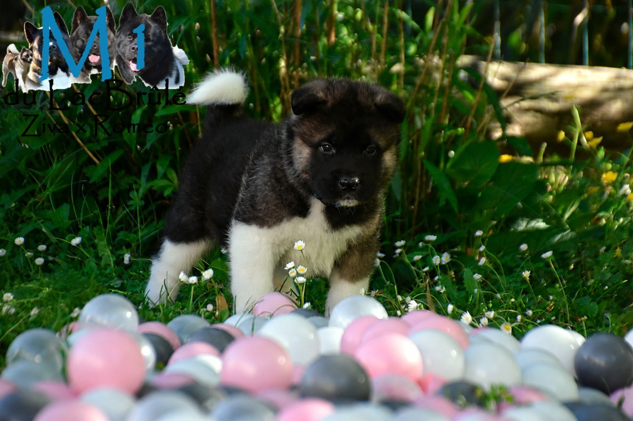 du Lac Brûlé - Chiots disponibles - Akita americain