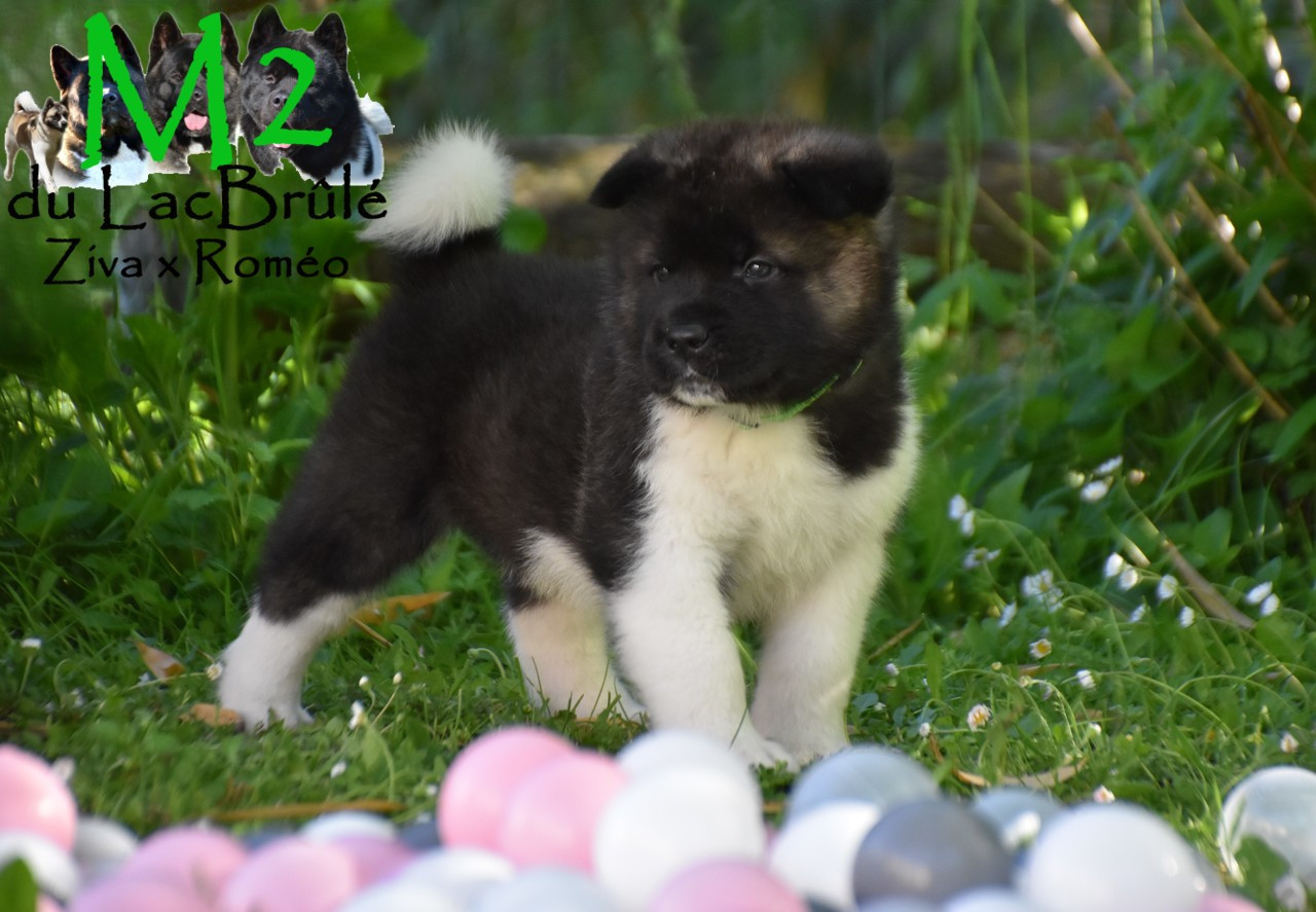 du Lac Brûlé - Chiots disponibles - Akita americain