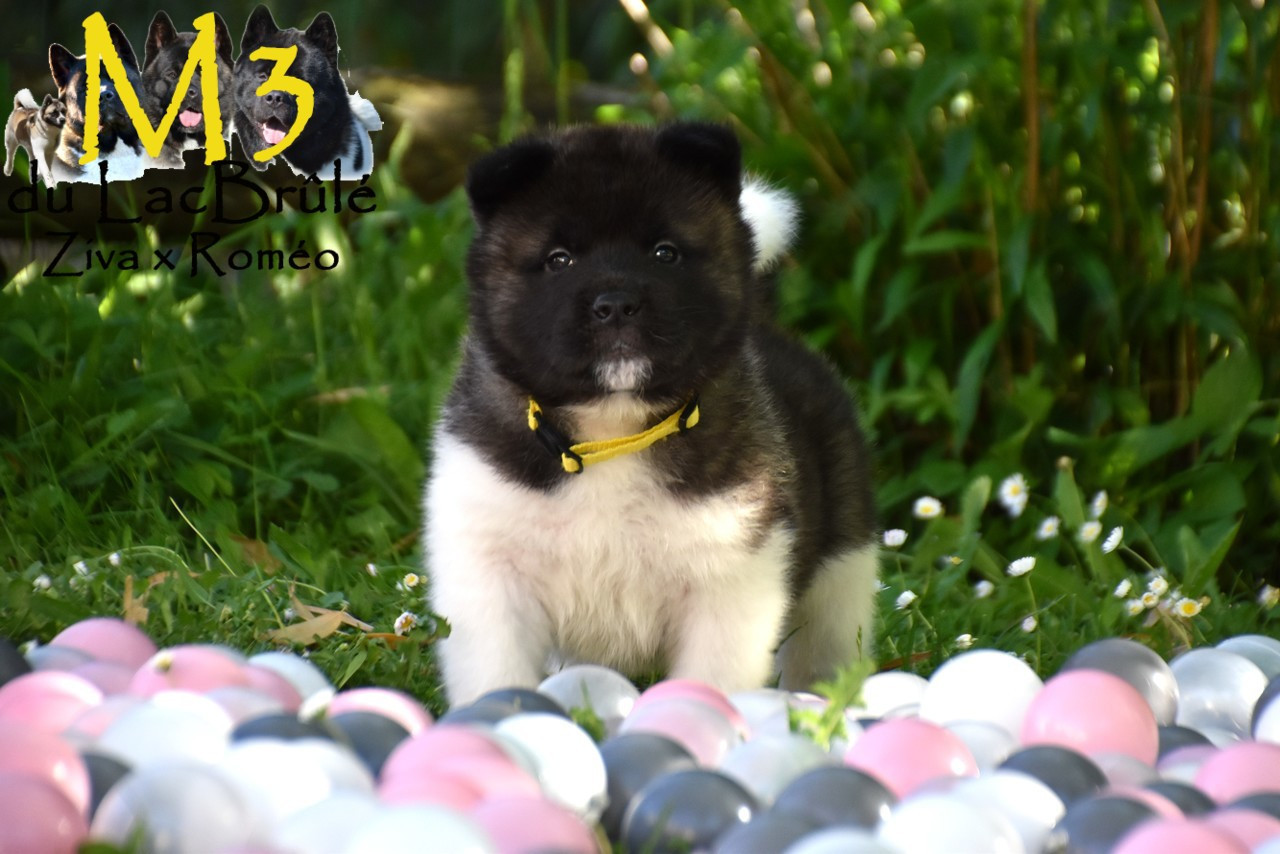 du Lac Brûlé - Chiots disponibles - Akita americain