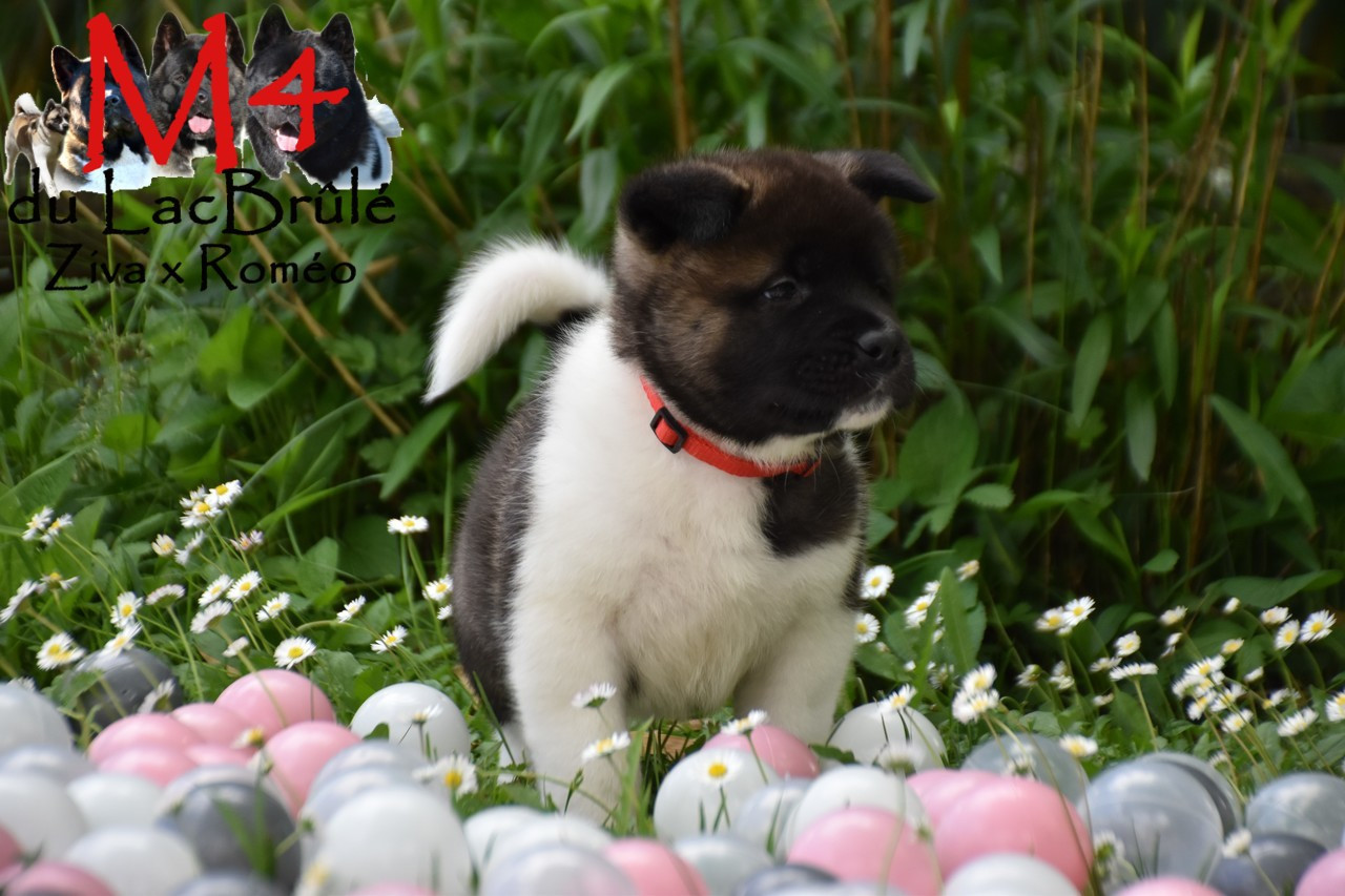 du Lac Brûlé - Chiots disponibles - Akita americain