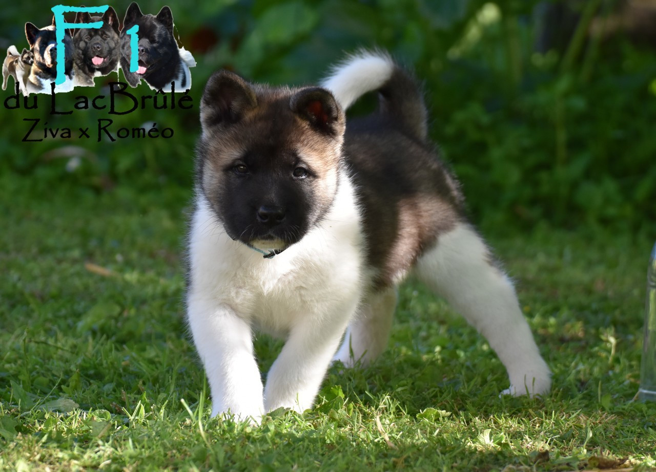 du Lac Brûlé - Chiots disponibles - Akita americain