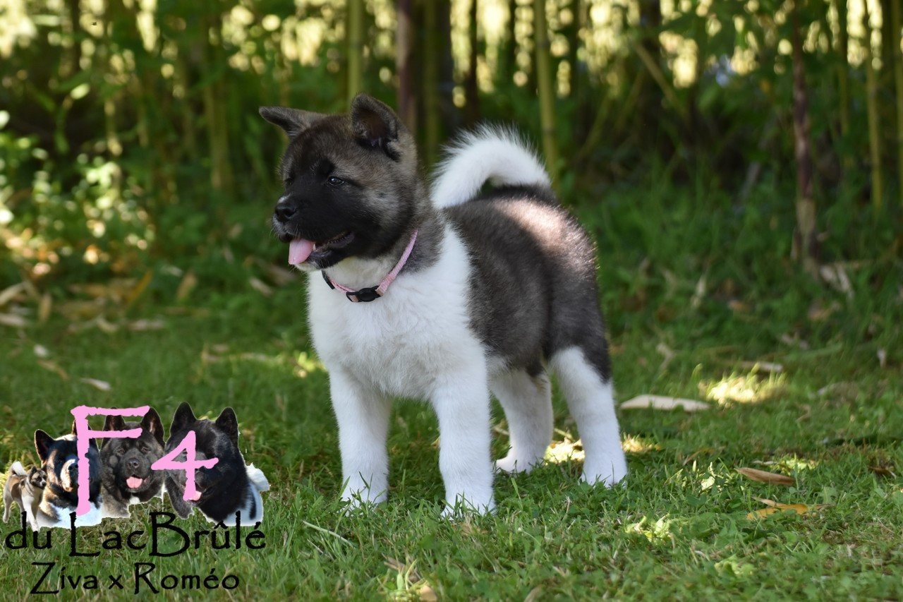 du Lac Brûlé - Chiots disponibles - Akita americain