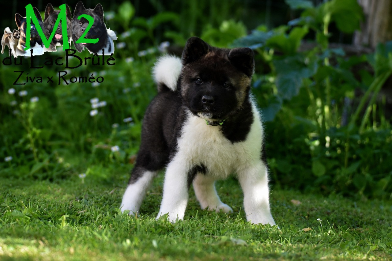 du Lac Brûlé - Chiots disponibles - Akita americain