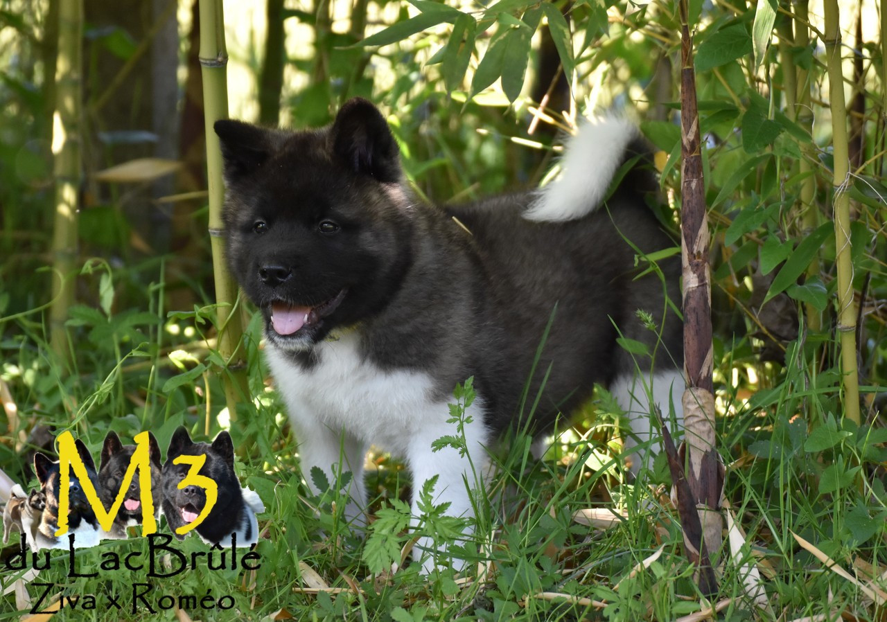 du Lac Brûlé - Chiots disponibles - Akita americain