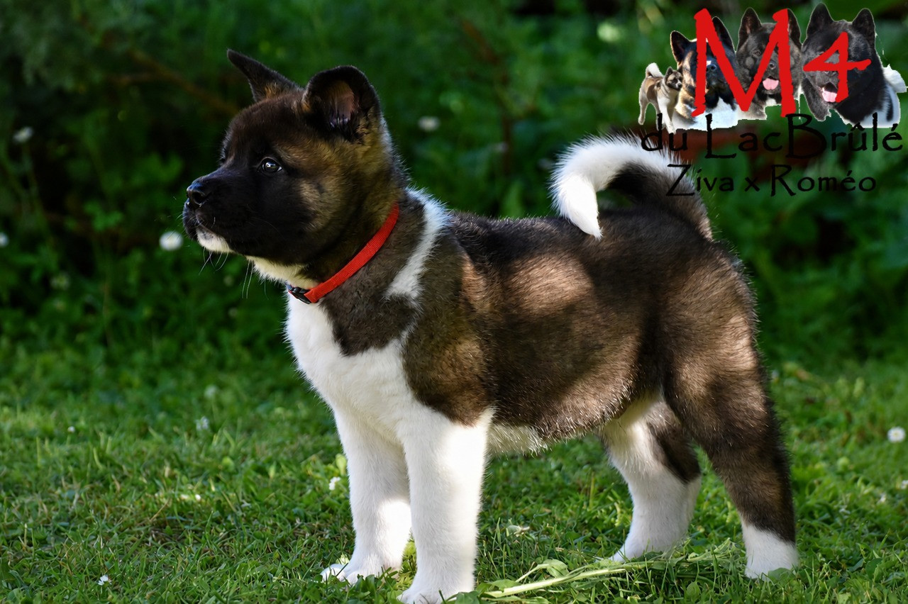 du Lac Brûlé - Chiots disponibles - Akita americain