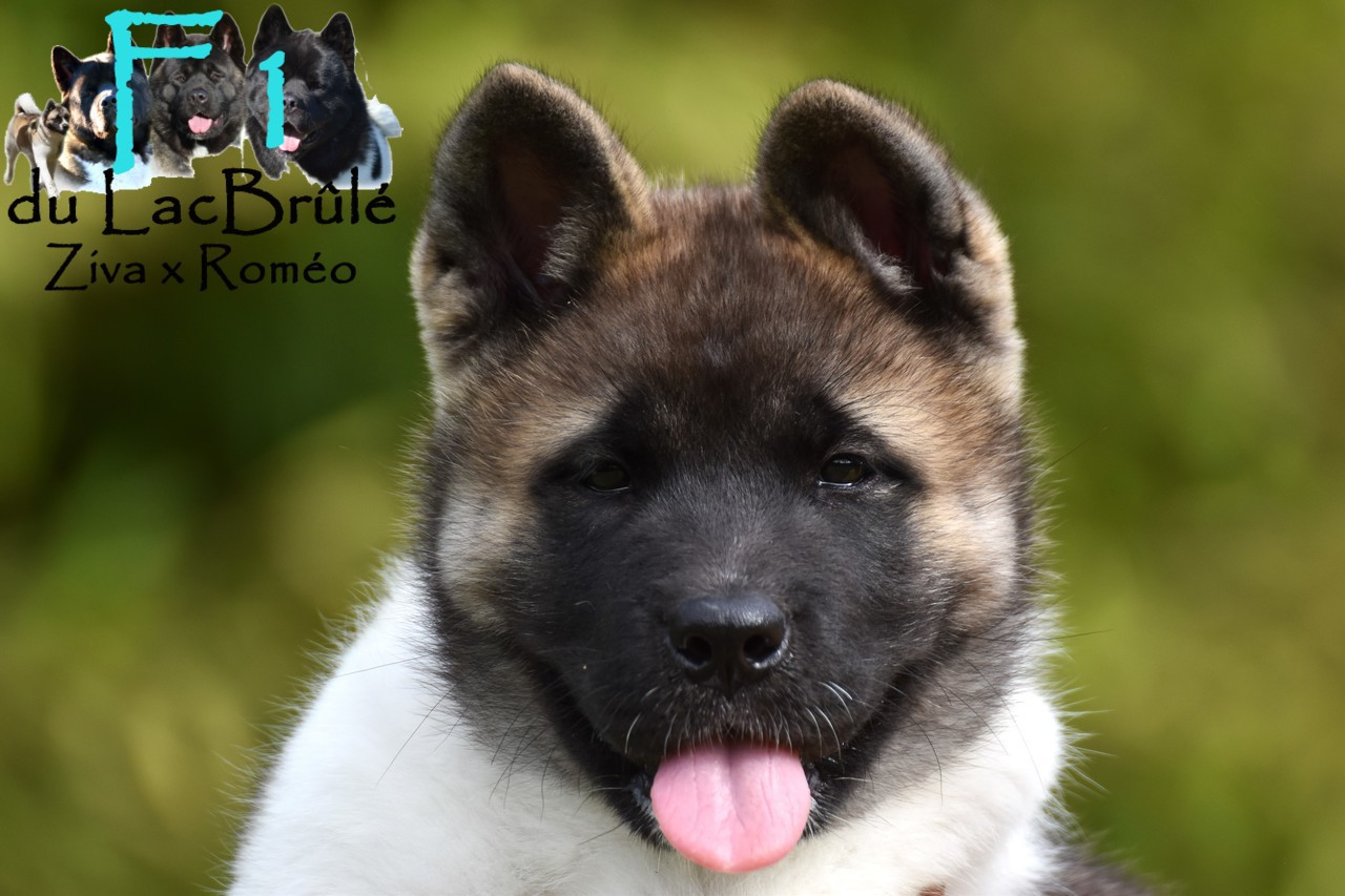 du Lac Brûlé - Chiots disponibles - Akita americain