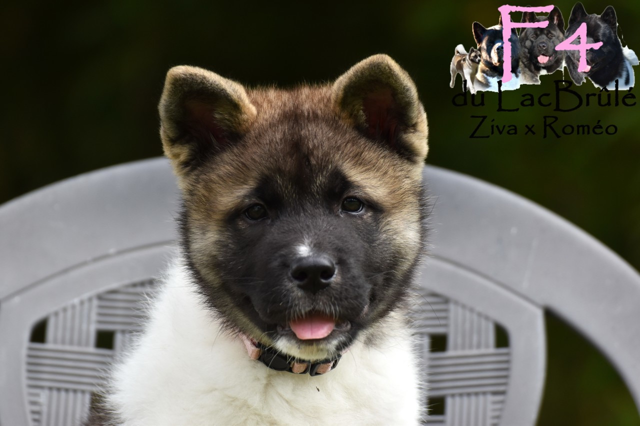 du Lac Brûlé - Chiots disponibles - Akita americain