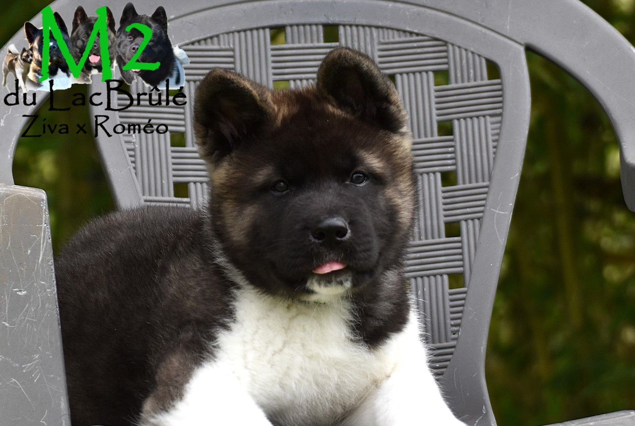 du Lac Brûlé - Chiots disponibles - Akita americain