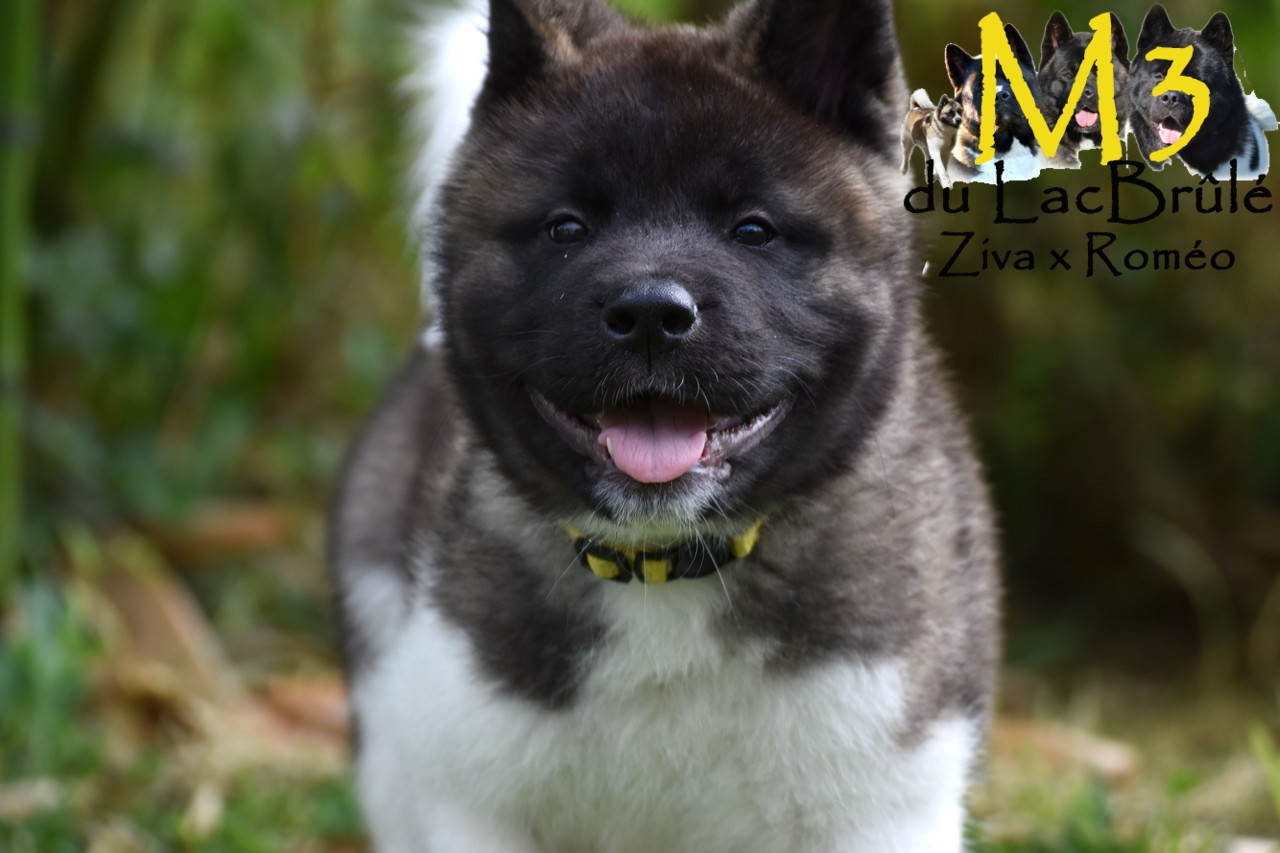 du Lac Brûlé - Chiots disponibles - Akita americain