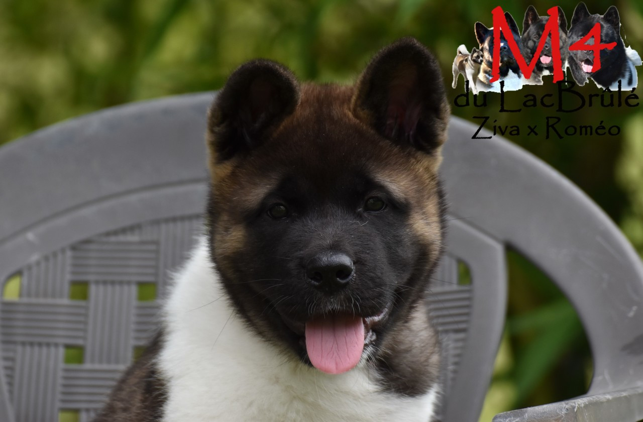 du Lac Brûlé - Chiots disponibles - Akita americain