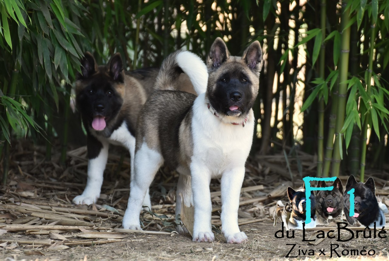 du Lac Brûlé - Chiots disponibles - Akita americain