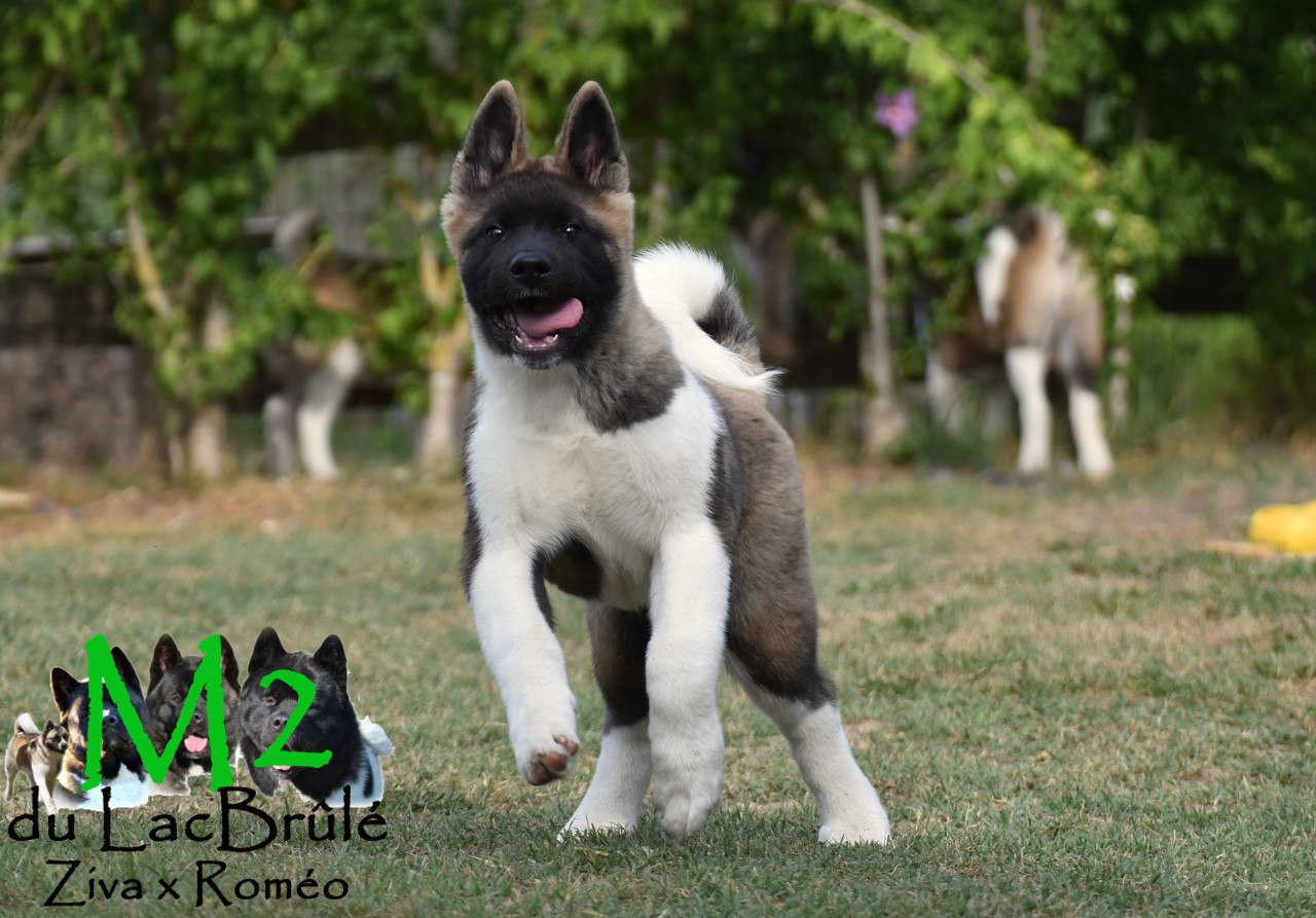 du Lac Brûlé - Chiots disponibles - Akita americain