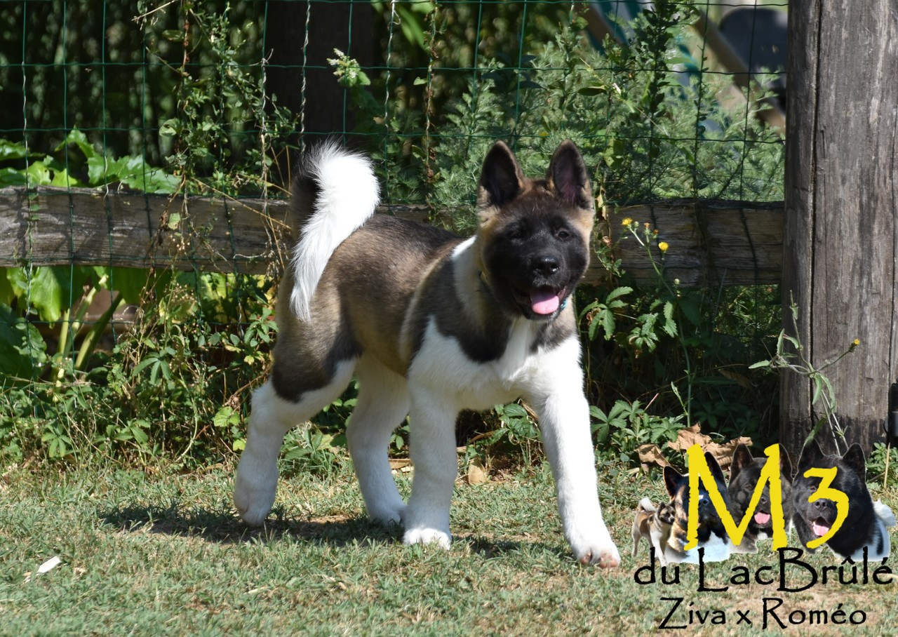 du Lac Brûlé - Chiots disponibles - Akita americain