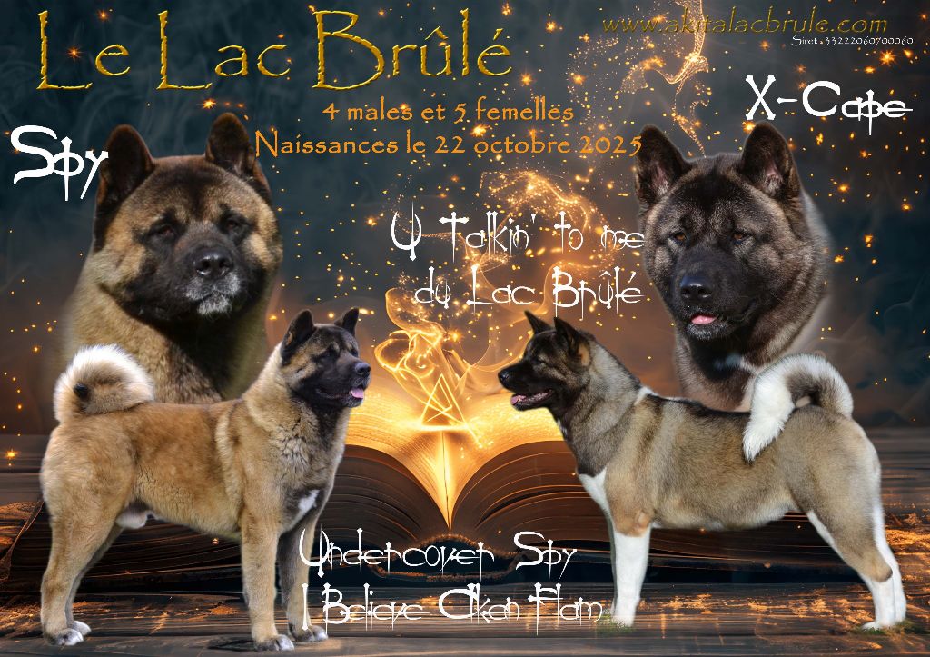 du Lac Brûlé - Akita americain - Portée née le 22/10/2025