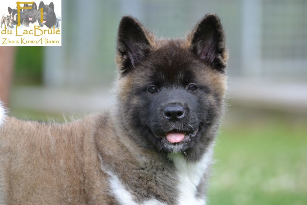 du Lac Brûlé - Chiots disponibles - Akita americain