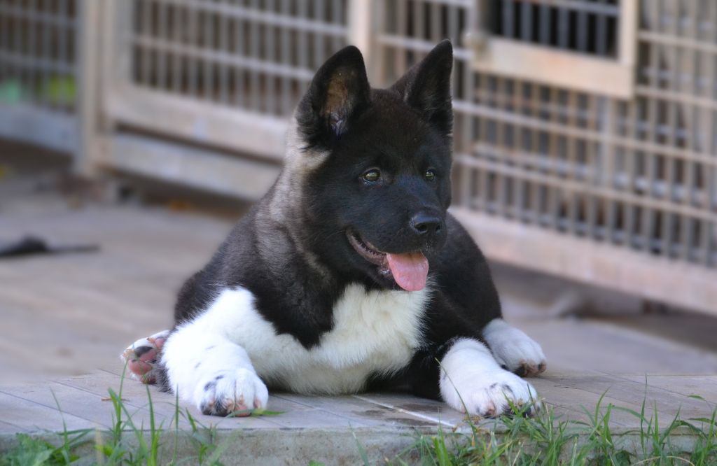 du Lac Brûlé - Chiots disponibles - Akita americain