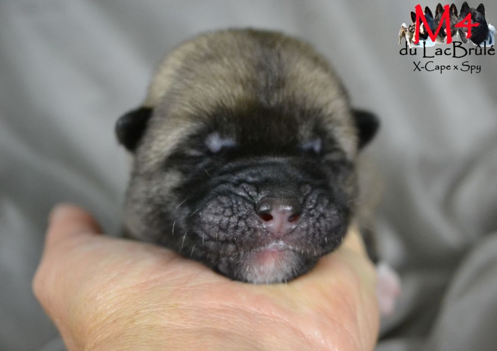 du Lac Brûlé - Chiots disponibles - Akita americain