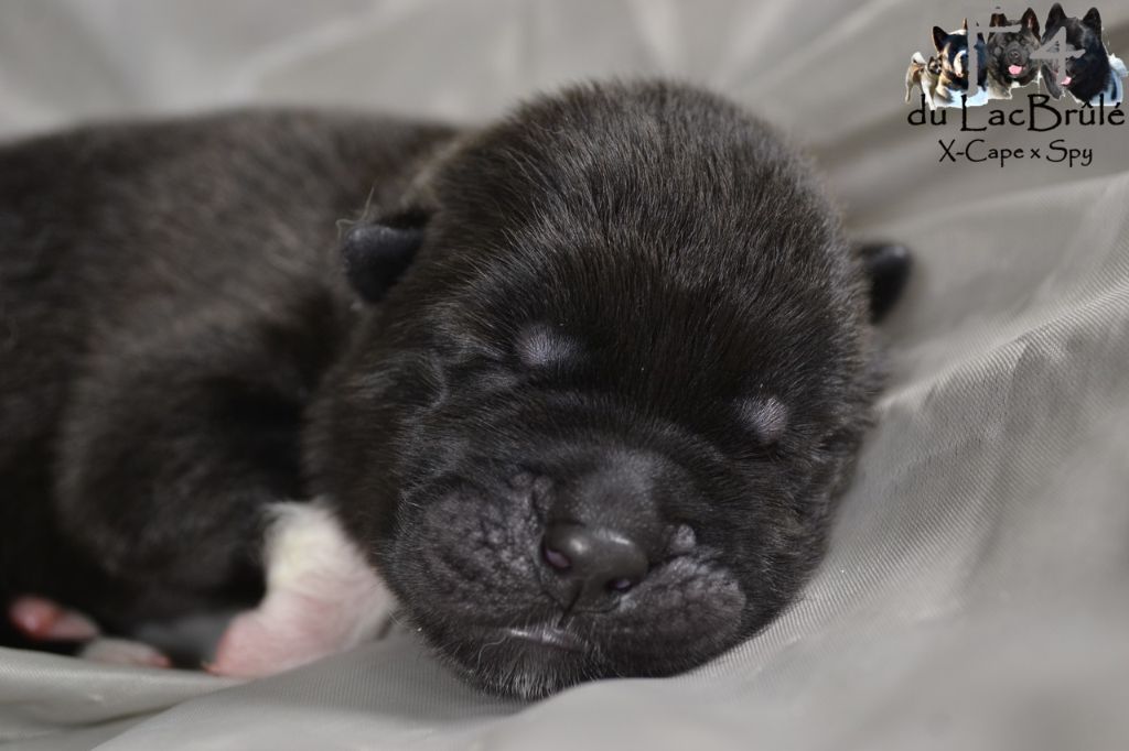 du Lac Brûlé - Chiots disponibles - Akita americain