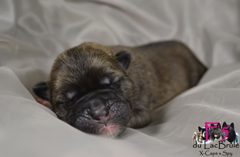 du Lac Brûlé - Chiots disponibles - Akita americain