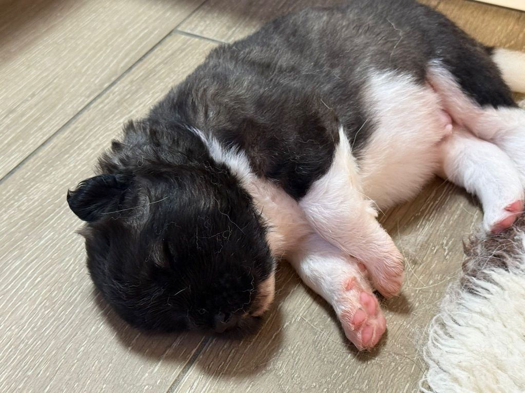 du Lac Brûlé - Chiots disponibles - Akita americain