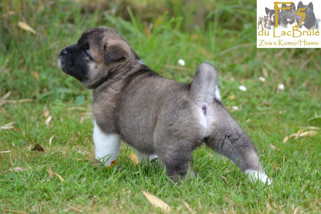 du Lac Brûlé - Chiots disponibles - Akita americain