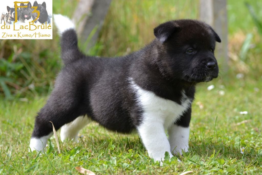 du Lac Brûlé - Chiots disponibles - Akita americain