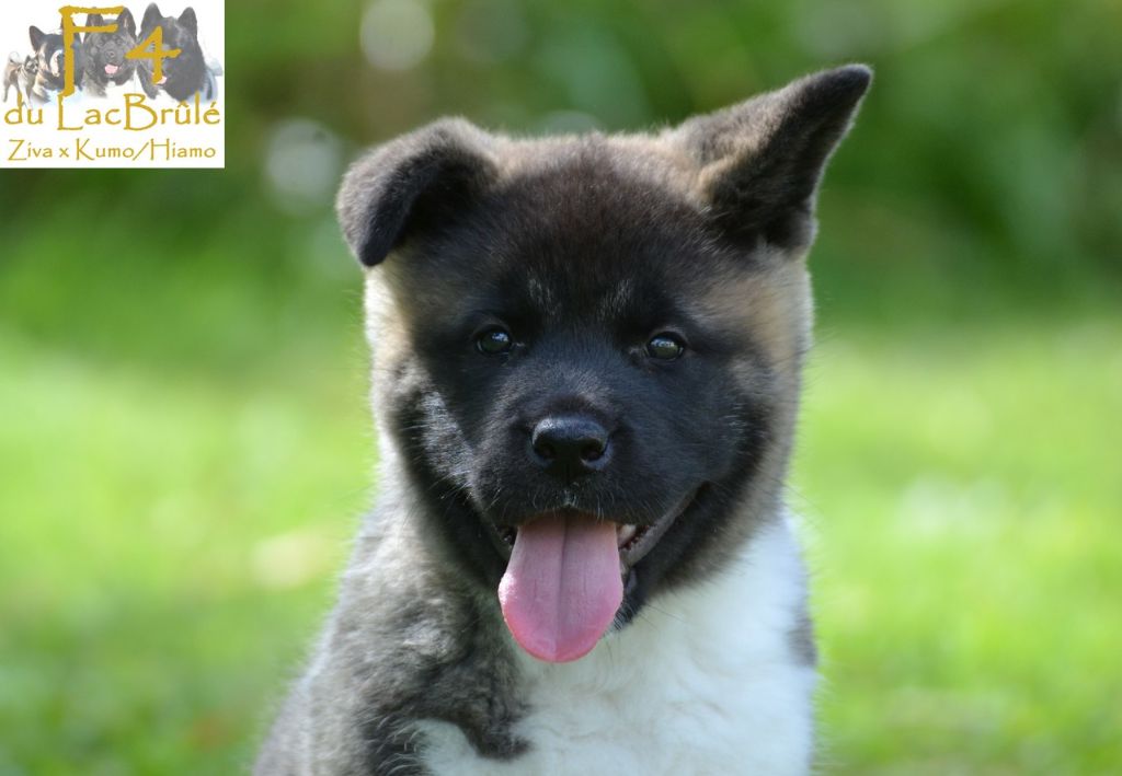 du Lac Brûlé - Chiots disponibles - Akita americain