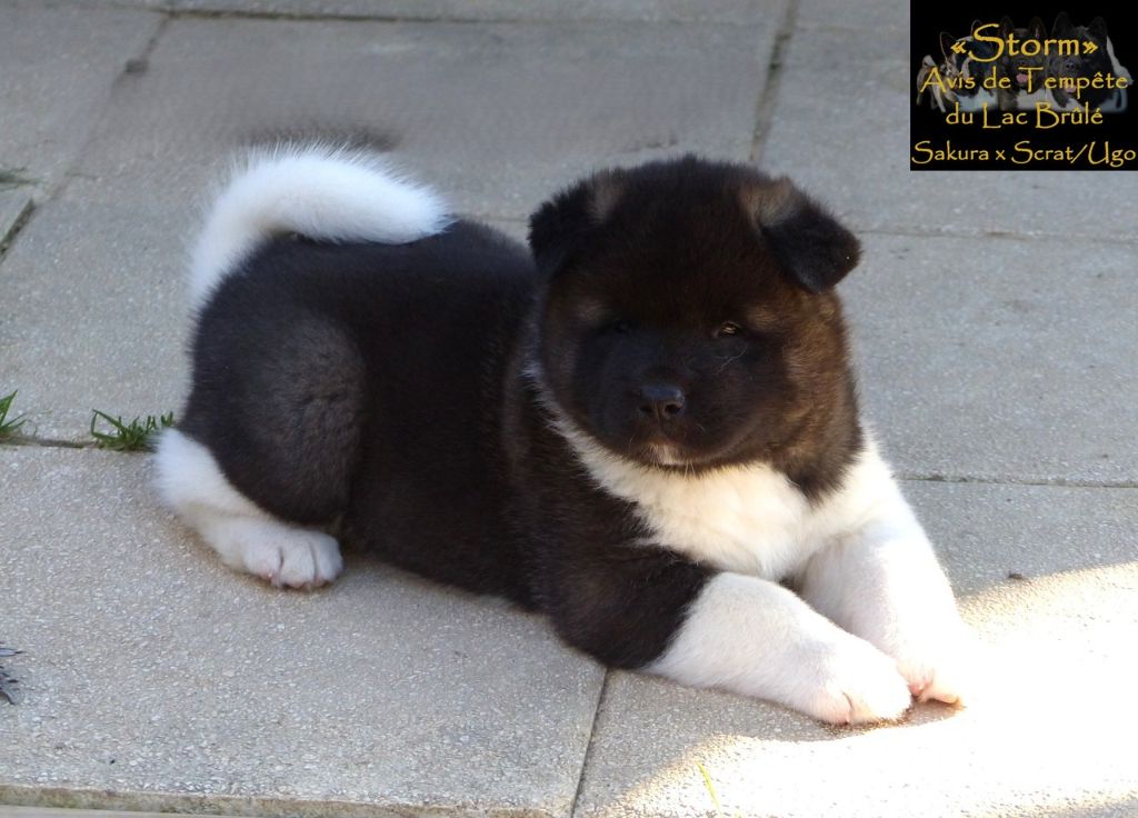 du Lac Brûlé - Chiots disponibles - Akita americain