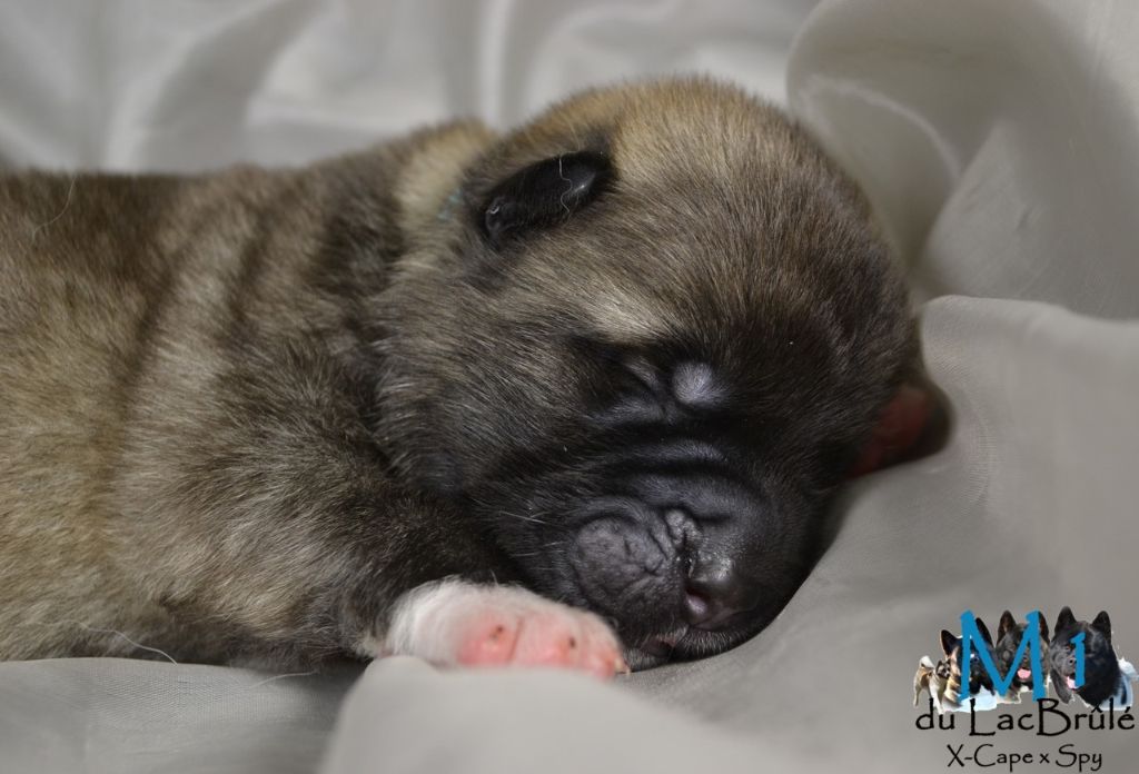 du Lac Brûlé - Chiots disponibles - Akita americain