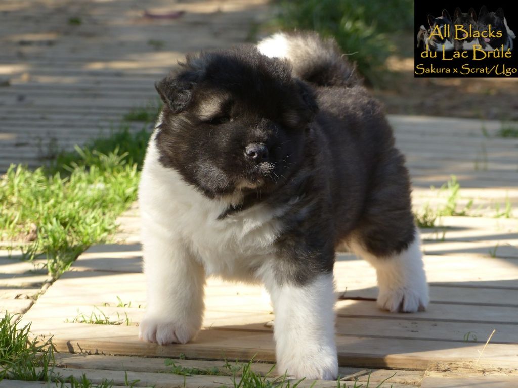 du Lac Brûlé - Chiots disponibles - Akita americain