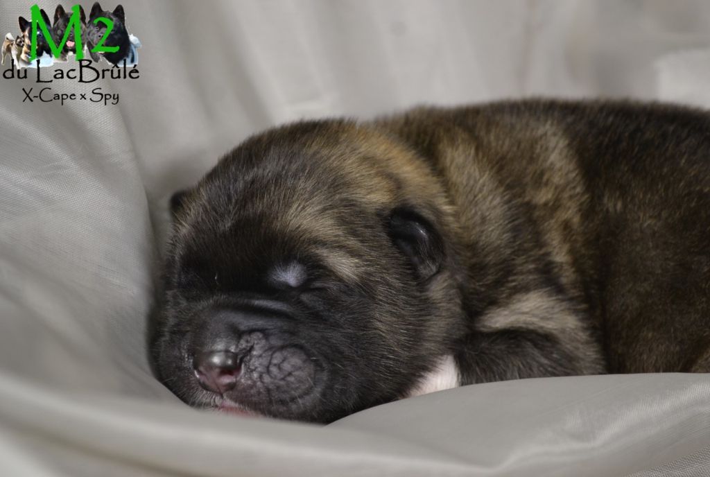 du Lac Brûlé - Chiots disponibles - Akita americain