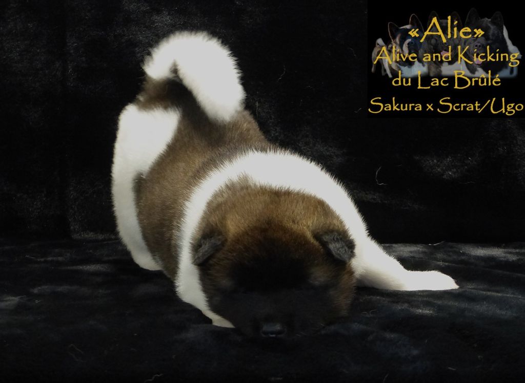 du Lac Brûlé - Chiots disponibles - Akita americain