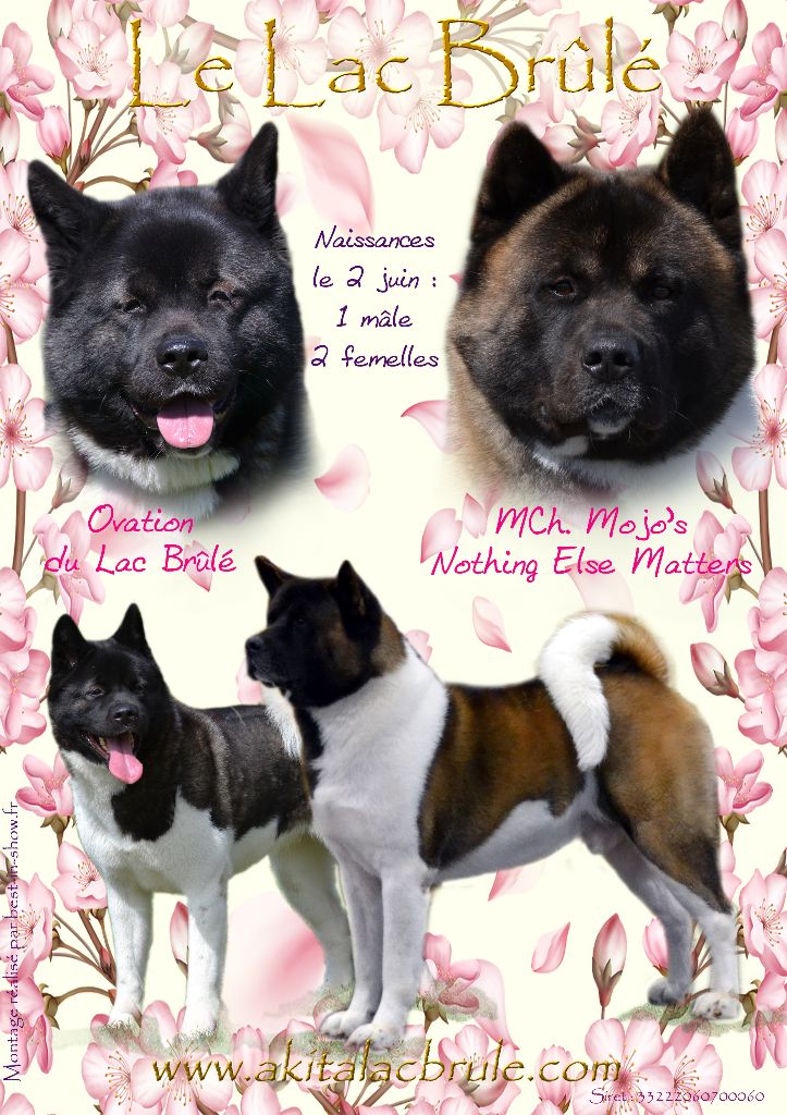 Chiot Akita americain du Lac Brûlé